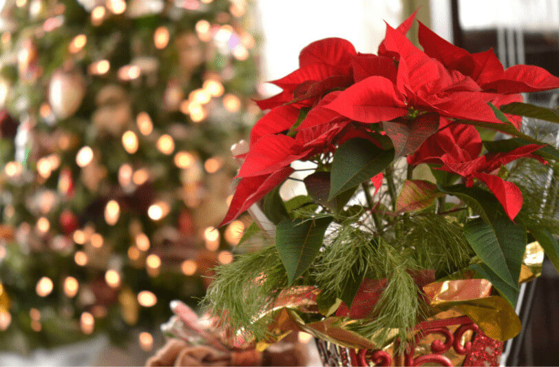 Why Are Poinsettias The Official Christmas Flower