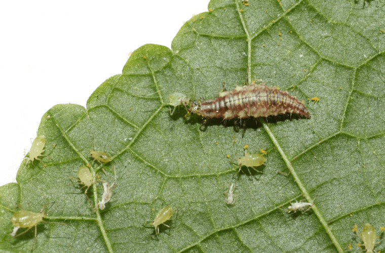 Laguring Insects Protecting Insects With Wildflowers - Your Evergreen Guide